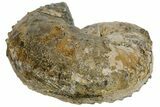 Fossil Ammonite (Hoploscaphites) - South Dakota #137272-2
